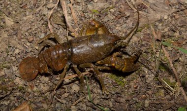 Astacus astacus, Avrupalı, asil ya da geniş parmaklı kerevit. Bir dişi eklembacaklı..