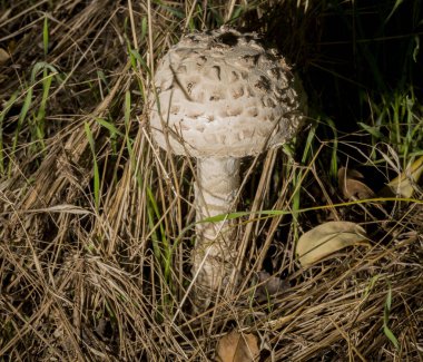 Macrolepiota procera, şemsiye mantarı, şemsiyeye benzeyen büyük ve belirgin meyveli bir mantardır..
