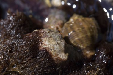 Rapana venosa, yaygın adı damarlı rapa whelk, bir deniz gastropod yumuşakça veya whelk, aile Muricidae, kaya kabukları.