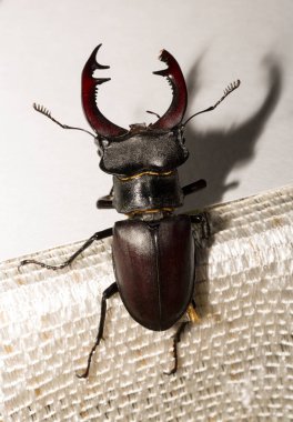 Lucanus cervus, kedigiller (Lucanidae) familyasından bir kuş türü. İmago bir erkek böcek..