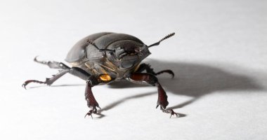 Lucanus cervus, kedigiller (Lucanidae) familyasından bir kuş türü. İmago, dişi bir böcek, beyaz bir arka plan..