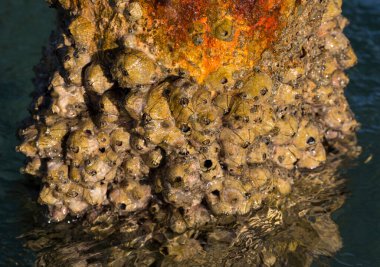 Tetraclita squamosa, bu midye. Balanus (Balanomorpha), Kabukgiller (Balanidae) familyasından bir midye cinsidir..