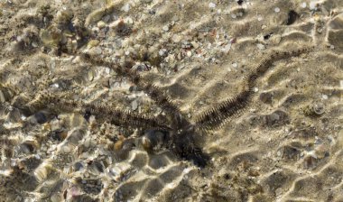 Ophiocoma scolopendrina doğal ortamında. Kızıl Deniz 'in Afrika faunası.