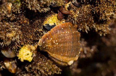 Rapana venosa, yaygın adı damarlı rapa whelk, bir deniz gastropod yumuşakça veya whelk, aile Muricidae, kaya kabukları.