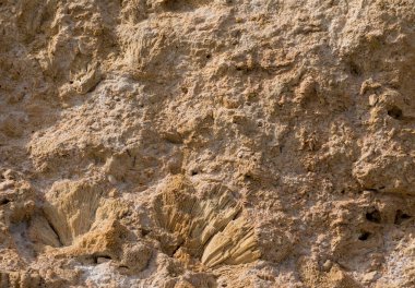Kızıl Deniz 'in fosil mercanları. Taşa dönüşmüş antik yaratıklar. Resif mercanları.