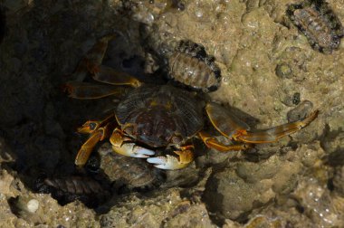 Grapsus albolineatus, Grapsidae familyasından bir kabuklu hayvan türüdür. Yengeç, kayalıklarda. Sina Yarımadası 'nın Hayvanı.