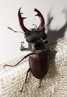 Lucanus cervus, kedigiller (Lucanidae) familyasından bir kuş türü. İmago bir erkek böcek..