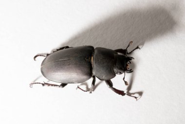 Lucanus cervus, kedigiller (Lucanidae) familyasından bir kuş türü. İmago, dişi bir böcek, beyaz bir arka plan..