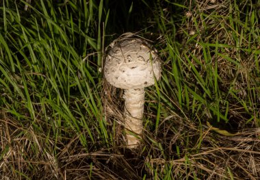 Macrolepiota procera, şemsiye mantarı, şemsiyeye benzeyen büyük ve belirgin meyveli bir mantardır..