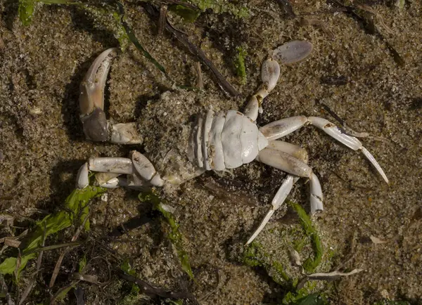 Liocarcinus depurator (Portunus plicatus), bazen liman yengeci ya da kumlu yüzme yengeci olarak da bilinir. Karadeniz 'in faunası. Ölü hayvanlar..
