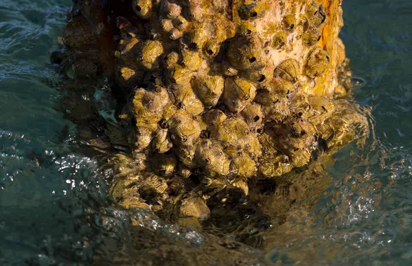 Tetraclita squamosa, bu midye. Balanus (Balanomorpha), Kabukgiller (Balanidae) familyasından bir midye cinsidir..