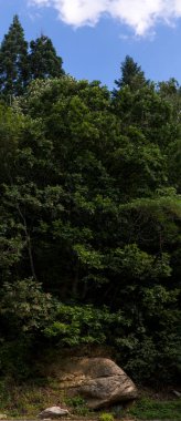 Rhodopes, Güneydoğu Avrupa 'da bir sıradağdır. Bulgaristan. Panorama. Orman alanı dağları kaplıyor..