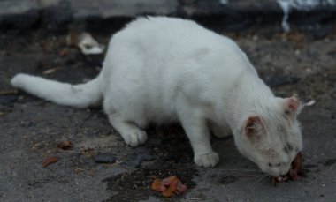 Beyaz bir sokak kedisi asfaltta bir balığın kafasını yiyor..