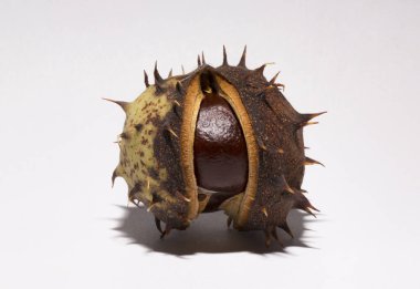 Beyaz arka planda kabuğu olan olgun at kestanesi meyveleri. Aesculus, buckeye.