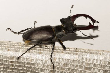 Lucanus cervus, kedigiller (Lucanidae) familyasından bir kuş türü. İmago bir erkek böcek..