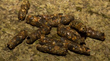Caddissinekler (Trichoptera siparişi). Pupae. Taşınabilir kaya parçaları taşıyan larva..