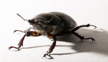 Lucanus cervus, kedigiller (Lucanidae) familyasından bir kuş türü. İmago, dişi bir böcek, beyaz bir arka plan..
