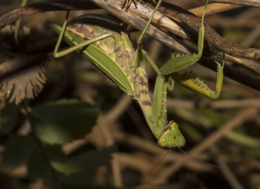 Avrupa peygamber devesi (Mantid dini). Yoğun bitki örtüsü içindeki yeşil bir dişi böcek, yumurtalarını bırakmaya hazırlanıyor..