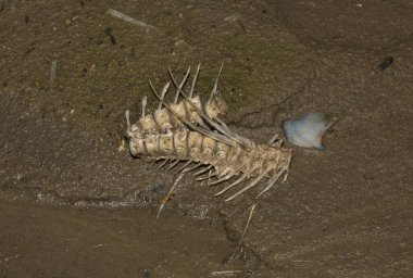 Çevre felaketi. Ölü balık. Gölün kıyı şeridi. Hayvanların ölümü.