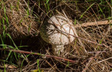 Macrolepiota procera, şemsiye mantarı, şemsiyeye benzeyen büyük ve belirgin meyveli bir mantardır..