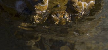 Tetraclita squamosa, bu midye. Balanus (Balanomorpha), Kabukgiller (Balanidae) familyasından bir midye cinsidir..