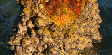 Tetraclita squamosa, bu midye. Balanus (Balanomorpha), Kabukgiller (Balanidae) familyasından bir midye cinsidir..
