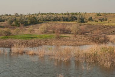 Sonbaharda kuşların davranışları. Bir sığırcık sürüsü gölün kıyısında uçuyor. Bozkırın Flora ve Fauna 'sı.