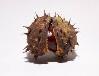 Beyaz arka planda kabuğu olan olgun at kestanesi meyveleri. Aesculus, buckeye.
