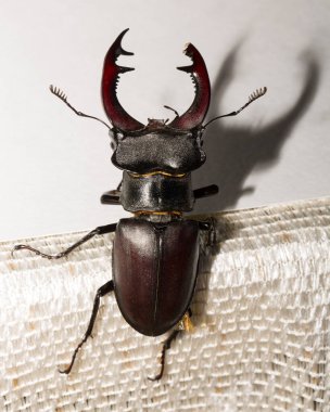 Lucanus cervus, kedigiller (Lucanidae) familyasından bir kuş türü. İmago bir erkek böcek..