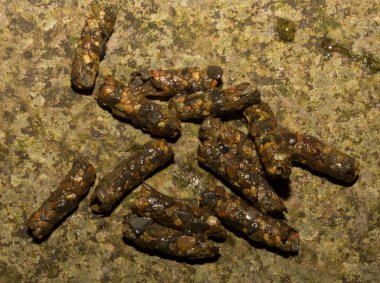 Caddissinekler (Trichoptera siparişi). Pupae. Taşınabilir kaya parçaları taşıyan larva..