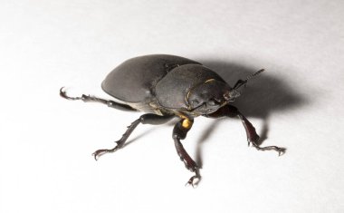 Lucanus cervus, kedigiller (Lucanidae) familyasından bir kuş türü. İmago, dişi bir böcek, beyaz bir arka plan..
