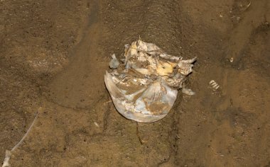 Çevre felaketi. Ölü balık. Gölün kıyı şeridi. Hayvanların ölümü.