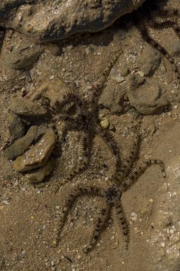 Ophiocoma scolopendrina doğal ortamında. Kızıl Deniz 'in Afrika faunası.