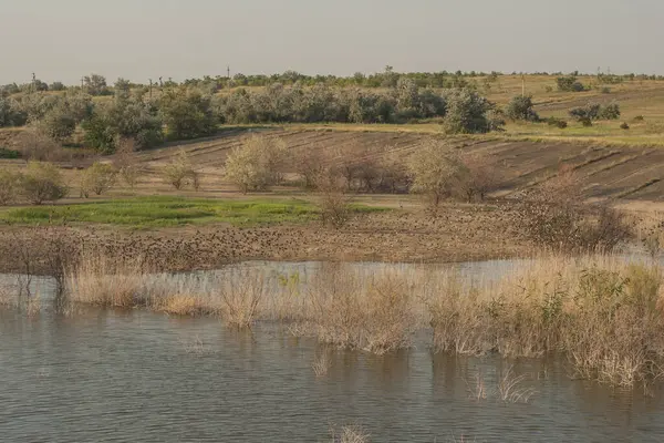 Sonbaharda kuşların davranışları. Bir sığırcık sürüsü gölün kıyısında uçuyor. Bozkırın Flora ve Fauna 'sı.