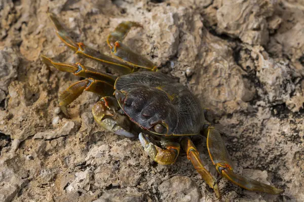 Grapsus albolineatus, Grapsidae familyasından bir kabuklu hayvan türüdür. Yengeç, kayalıklarda. Sina Yarımadası 'nın Hayvanı.