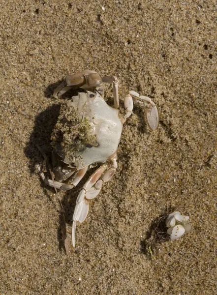 Liocarcinus depurator (Portunus plicatus), bazen liman yengeci ya da kumlu yüzme yengeci olarak da bilinir. Karadeniz 'in faunası. Ölü hayvanlar..