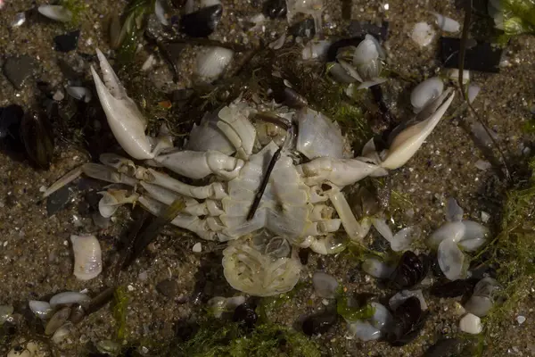 Liocarcinus depurator (Portunus plicatus), bazen liman yengeci ya da kumlu yüzme yengeci olarak da bilinir. Karadeniz 'in faunası. Ölü hayvanlar..