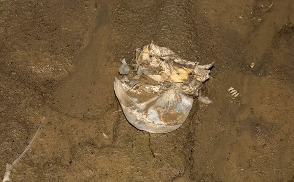 Çevre felaketi. Ölü balık. Gölün kıyı şeridi. Hayvanların ölümü.