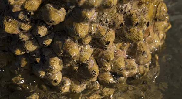 Tetraclita squamosa, bu midye. Balanus (Balanomorpha), Kabukgiller (Balanidae) familyasından bir midye cinsidir..