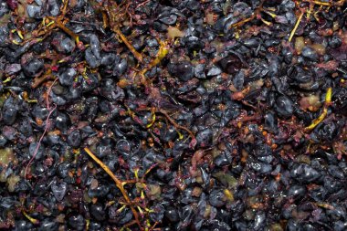 Şarap malzemesi, üzüm suyu - mutlaka, stum, maun. Moldova 'da şarap üretim teknolojisi. Şarap yapma geleneği. Eski üzüm işleme geleneği..