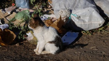 Vahşi hayvanlar. Kedi çöpün içinde. Hayvan besin atıklarıyla beslenir..