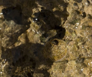 Tetraclita squamosa, bu midye. Balanus (Balanomorpha), Kabukgiller (Balanidae) familyasından bir midye cinsidir..