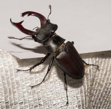 Lucanus cervus, kedigiller (Lucanidae) familyasından bir kuş türü. İmago bir erkek böcek..