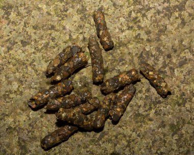 Caddissinekler (Trichoptera siparişi). Pupae. Taşınabilir kaya parçaları taşıyan larva..