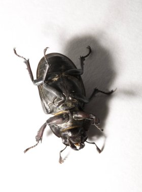 Lucanus cervus, kedigiller (Lucanidae) familyasından bir kuş türü. İmago, dişi bir böcek, beyaz bir arka plan..