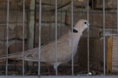 Afrika yakalı güvercini (Streptopelia gül ağacı). Esaret altında tutmak. Evcil hayvan.
