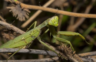 Avrupa peygamber devesi (Mantid dini). Yoğun bitki örtüsü içindeki yeşil bir dişi böcek, yumurtalarını bırakmaya hazırlanıyor..