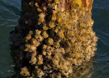 Tetraclita squamosa, bu midye. Balanus (Balanomorpha), Kabukgiller (Balanidae) familyasından bir midye cinsidir..