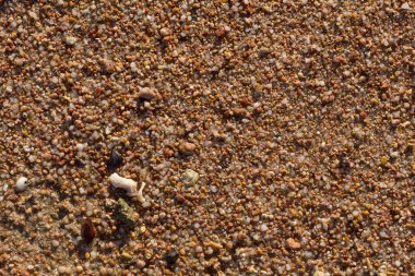 Kızıl Deniz 'in kıyı şeridi. Kum, çakıl taşı, mercan, fosil. Deniz temalı bir arkaplan.