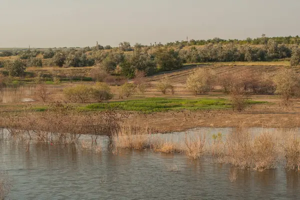 Sonbaharda kuşların davranışları. Bir sığırcık sürüsü gölün kıyısında uçuyor. Bozkırın Flora ve Fauna 'sı.